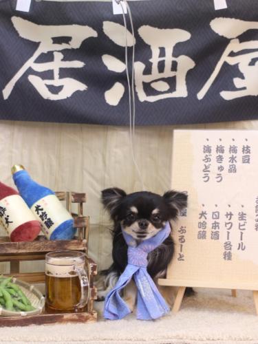 20240629プリンちゃん